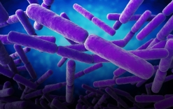 Раскрыт механизм фотосинтеза пурпурных бактерий - Индикатор
